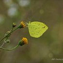 노랑나비 이미지