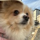 산책갈까? | 강아지 지하철 이동가방 산책갈까 쏘옥백 구매후기(+ 한달후기)