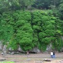 선운산 숲길에서 초록 물 들다 : 고인돌 질마재 따라 100리 길 이미지