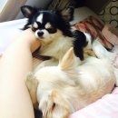 본젤라또분식 이미지