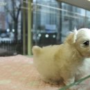 부산강아지분양 알프펫 이미지