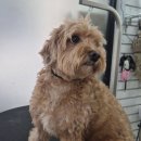 편한미용 | [방학동 애견미용] 짧게 밀어도 귀여움은 포기 못 해! 푸들 몽삼이의 3mm 변신 🐶✂️