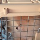 개멋지냥 이미지