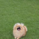 아기애견 이미지