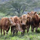 초지한우 이미지