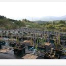 부산농장 이미지