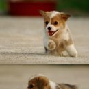 강아지정류장 이미지