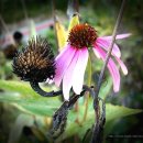 화락 - 남구 왕생로 134 | 화락