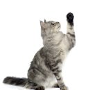 엔케어동물의료센터 이미지