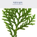 단순종기와 치루의 차이점-대전항문치질치료수술 이미지