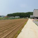 요도천변길 이미지