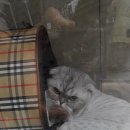 분당파크뷰동물병원 이미지