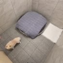 Just Dog Sports(저스트 독 스포츠) | 경기 광주 애견 호텔: 저스트 독 스포츠