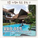 (주)노랑댕댕이 | [보홀-발할라리조트]알로나 시내에서 가까운 풀장이 예쁜 가성비 숙소 추천!! 12월 필리핀 날씨