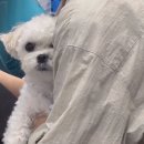 쇼펫 이미지