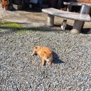 식당마당 | 용인 가족모임 식당 백반기행 맛집 용인 행복한 마당 산나물등갈비찜 왕솔직후기