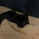 고인걸애견미용샾 | 8월은 ㅇㅇ의 달