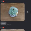 다육식물손옹기 이미지