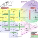 E1유도 | 에스트로겐 우세증과 난임·PMS·생리전 부종·가슴통증 — 피임약·여성호르몬제, 정말 괜찮을까?