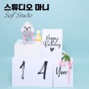 반려견과의 소중한 추억! 수원 셀프 사진관 스튜디오 마니리얼 후기