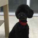 애견샵 컬리독 이미지