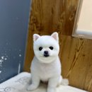 도도 그루밍 이미지