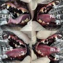 미사 센트럴 동물병원 | 강아지 이개혈종 : 강아지 귀가 부풀었어요, #미사센트럴동물병원