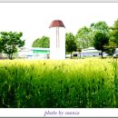 청보리 농장 이미지