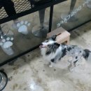 행복하시개 | 청주애견카페 댕댕이들이 정말 좋아하는곳 행복하시개