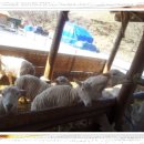 지영목장 이미지