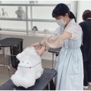 그룸빌잠실롯데월드점애견미용전문학원 네이버블로그