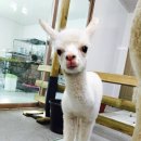 알파카