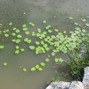 사랑의연못 이미지