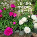 그꽃펜션