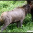 대관령사슴목장 이미지