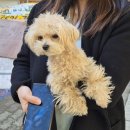 팔거천동로 | 대구칠곡애견미용 대구대형견미용 추천 &#39;플러피유&#39; 후기