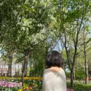 국도 32호선 이팝나무 | 1박2일 전주여행 - 전주 가볼만한 곳 (전주수목원, 연화정도서관)