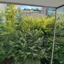 진달래마을 효성센트럴 이미지