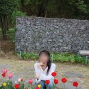 무릉도원 | 부천 무릉도원수목원 튤립 후기, 봄데이트 인생샷 명소 추천(부천자연생태공원)
