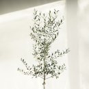 바인나무병원 이미지