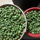 머루다래 이미지