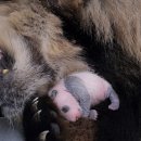 판다27 이미지