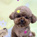 몽몽바블펫# 이미지