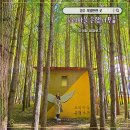 도리 마을회관 | 경주 도리마을 은행나무숲 방문 리뷰(단풍시기, 주차장 꿀팁)