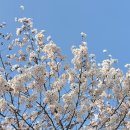 수성랜드 | 대구 벚꽃 명소 수성못 수성랜드 후기｜아이랑 봄나들이 딱 좋은 곳