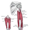 턴핏 이미지