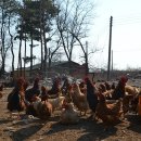 토종닭농장 이미지