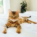 The Pet 이미지