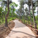 포항상생숲길 이미지