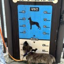 금곡동반려견놀이터 이미지